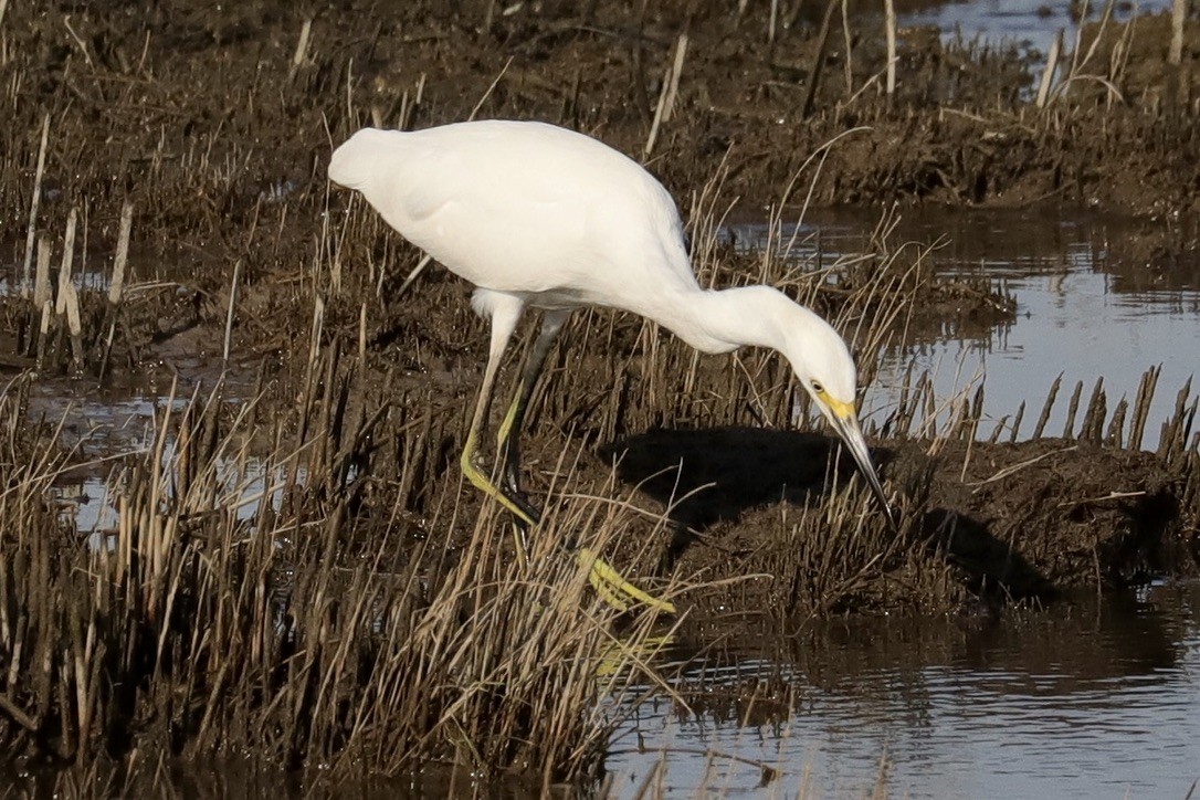 Snowy Egret - ML641069651