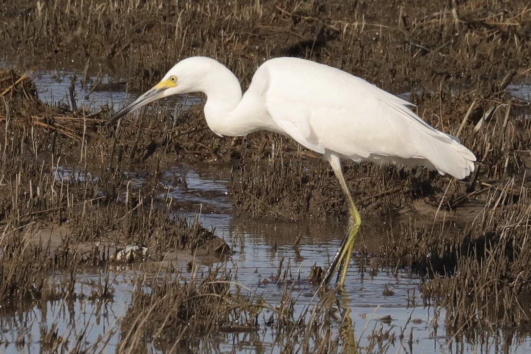 Snowy Egret - ML641069652