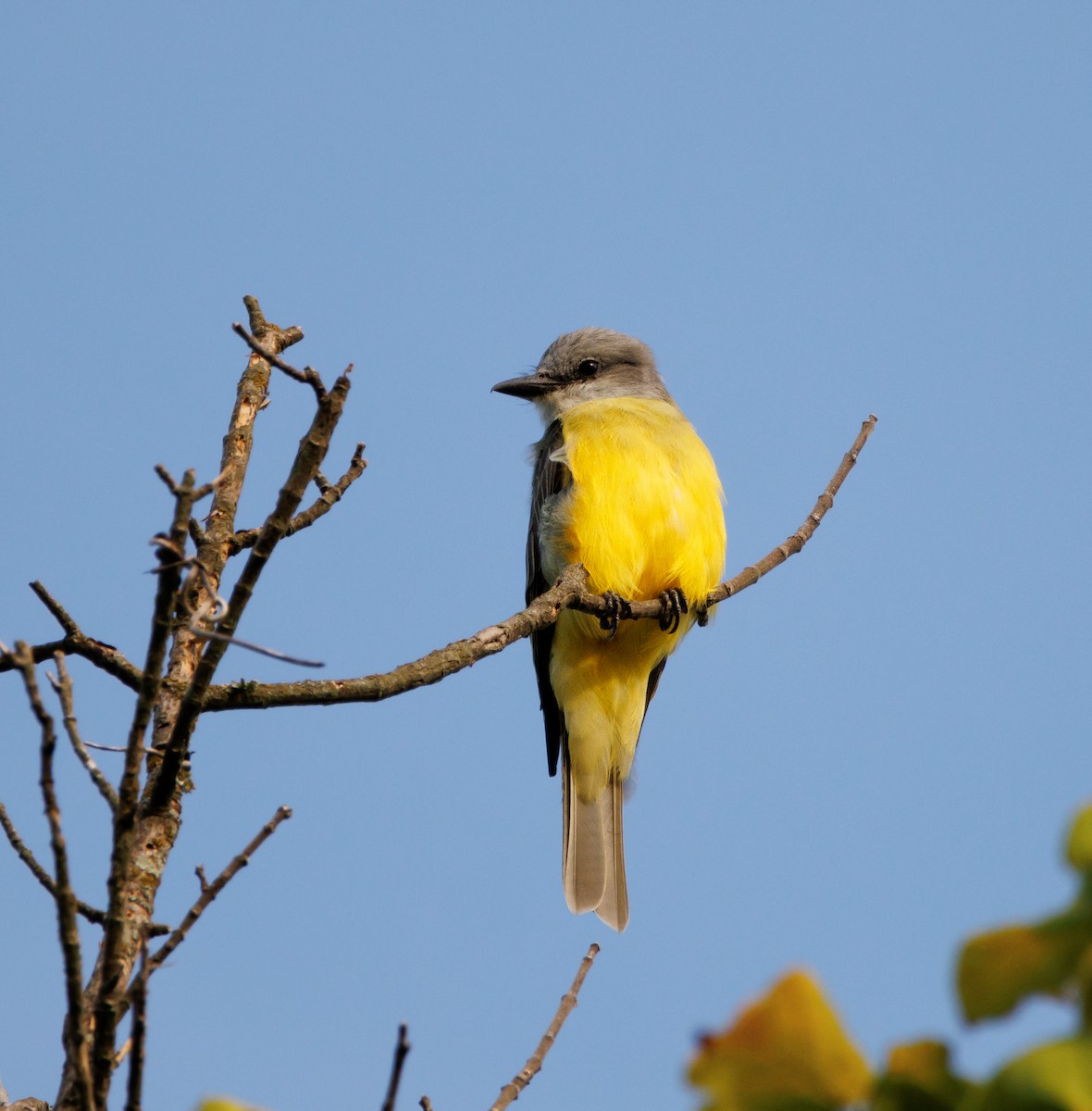 Couch's Kingbird - ML641069654
