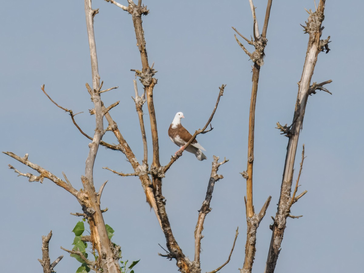 Rock Pigeon (Feral Pigeon) - ML641069668