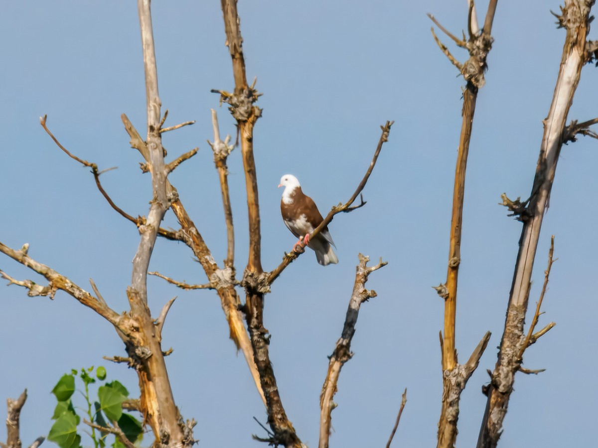 Rock Pigeon (Feral Pigeon) - ML641069669