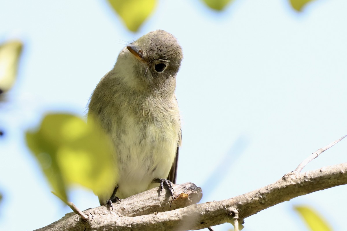 Least Flycatcher - ML641069673