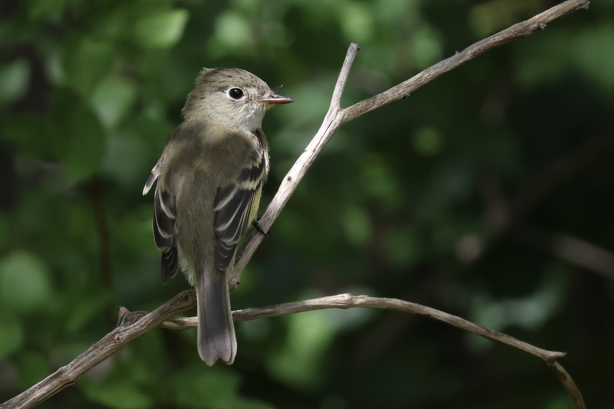 Least Flycatcher - ML641069674