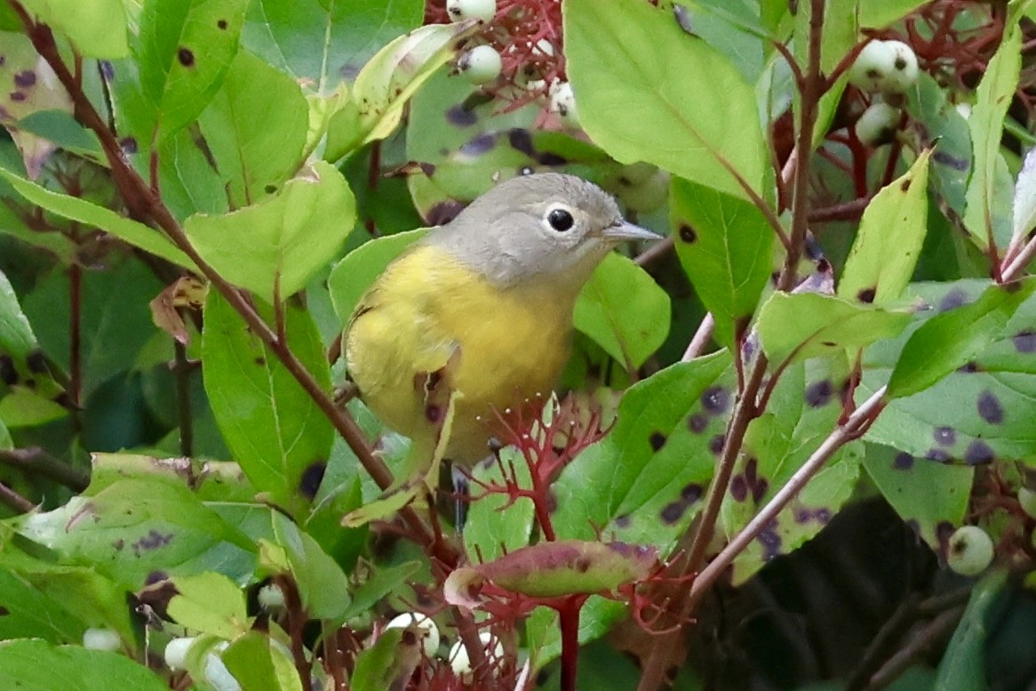 Nashville Warbler - ML641069694
