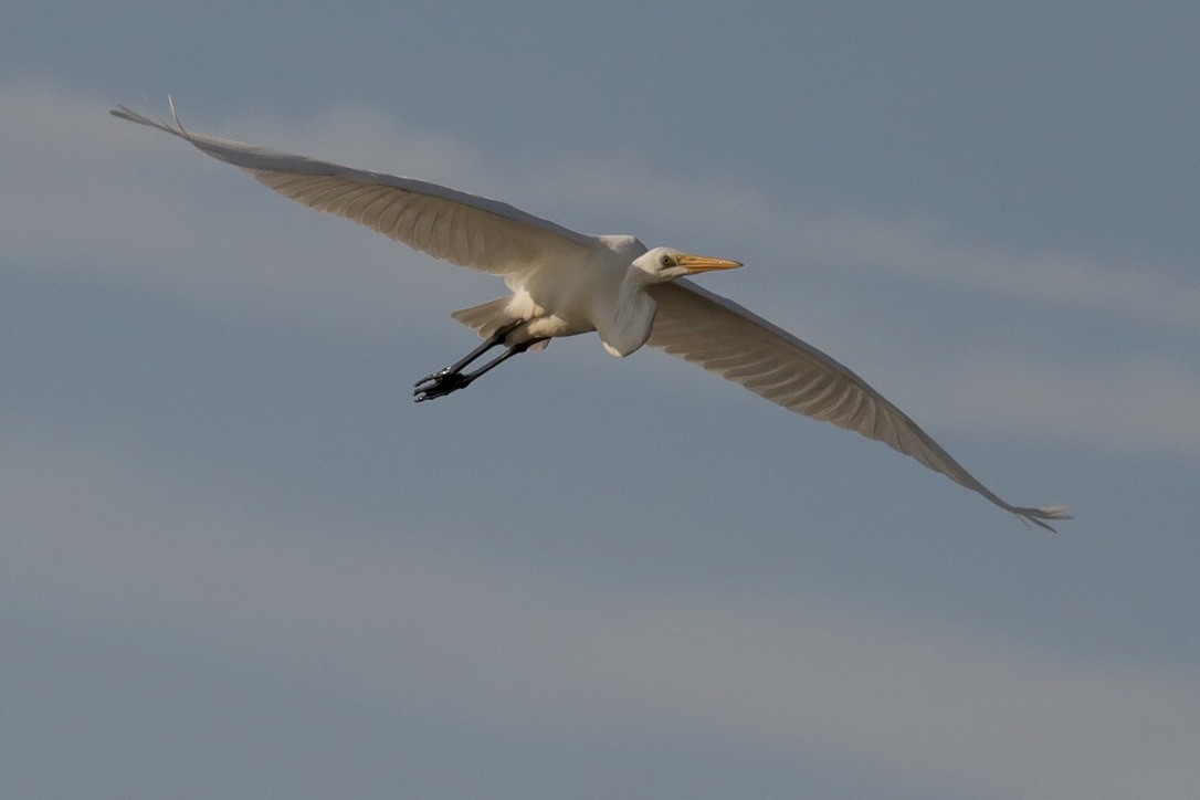 Great Egret - ML641069715