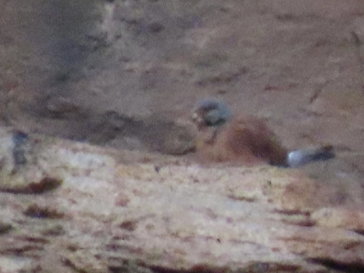 Rock Kestrel - ML641069743