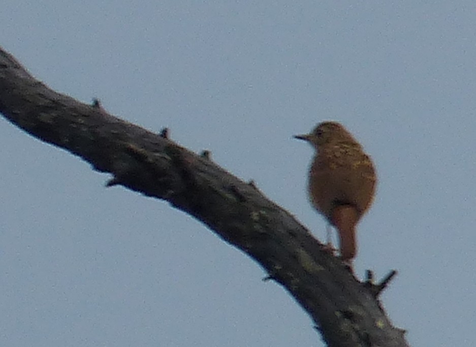 Hermit Thrush - ML641069744