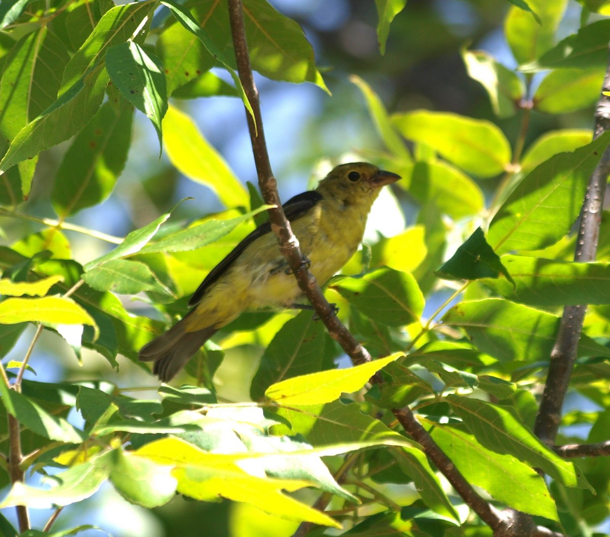 Scarlet Tanager - ML641069752