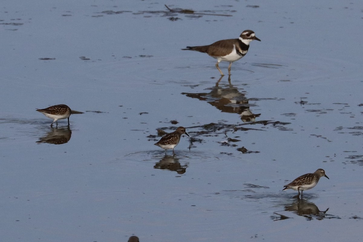 pygmésnipe - ML641069753