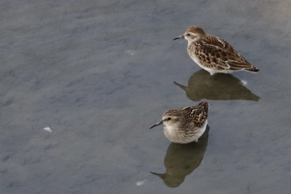 pygmésnipe - ML641069754