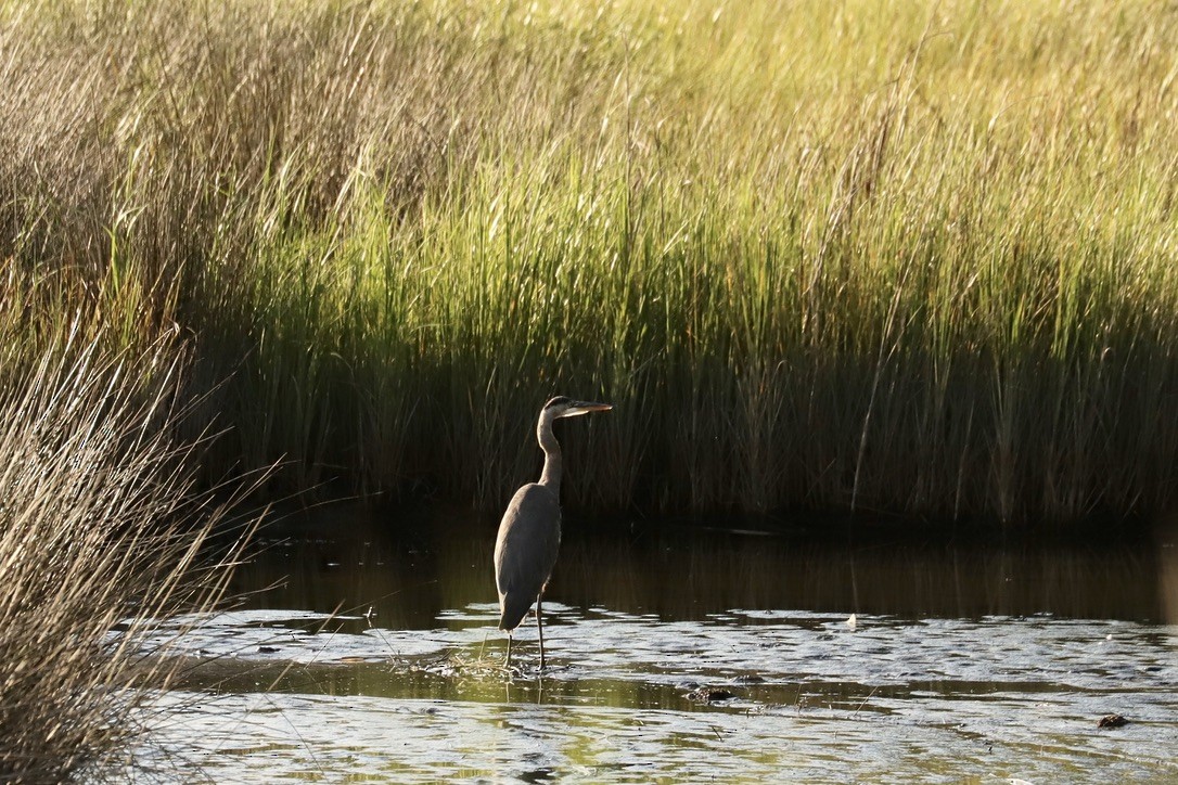 Great Blue Heron - ML641069766