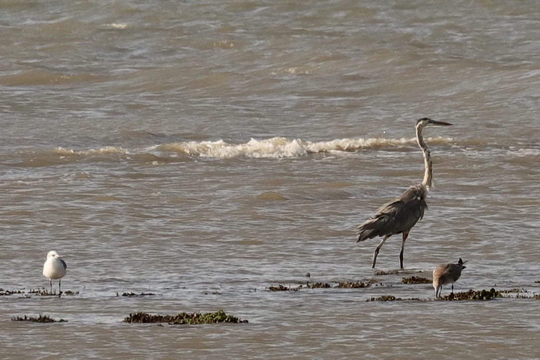 Great Blue Heron - ML641069767