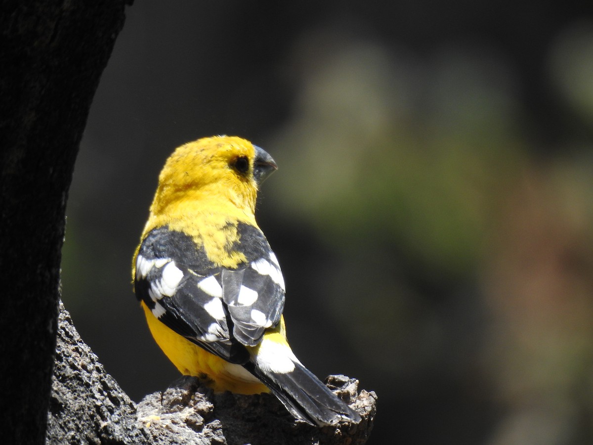 Golden Grosbeak - ML641069787