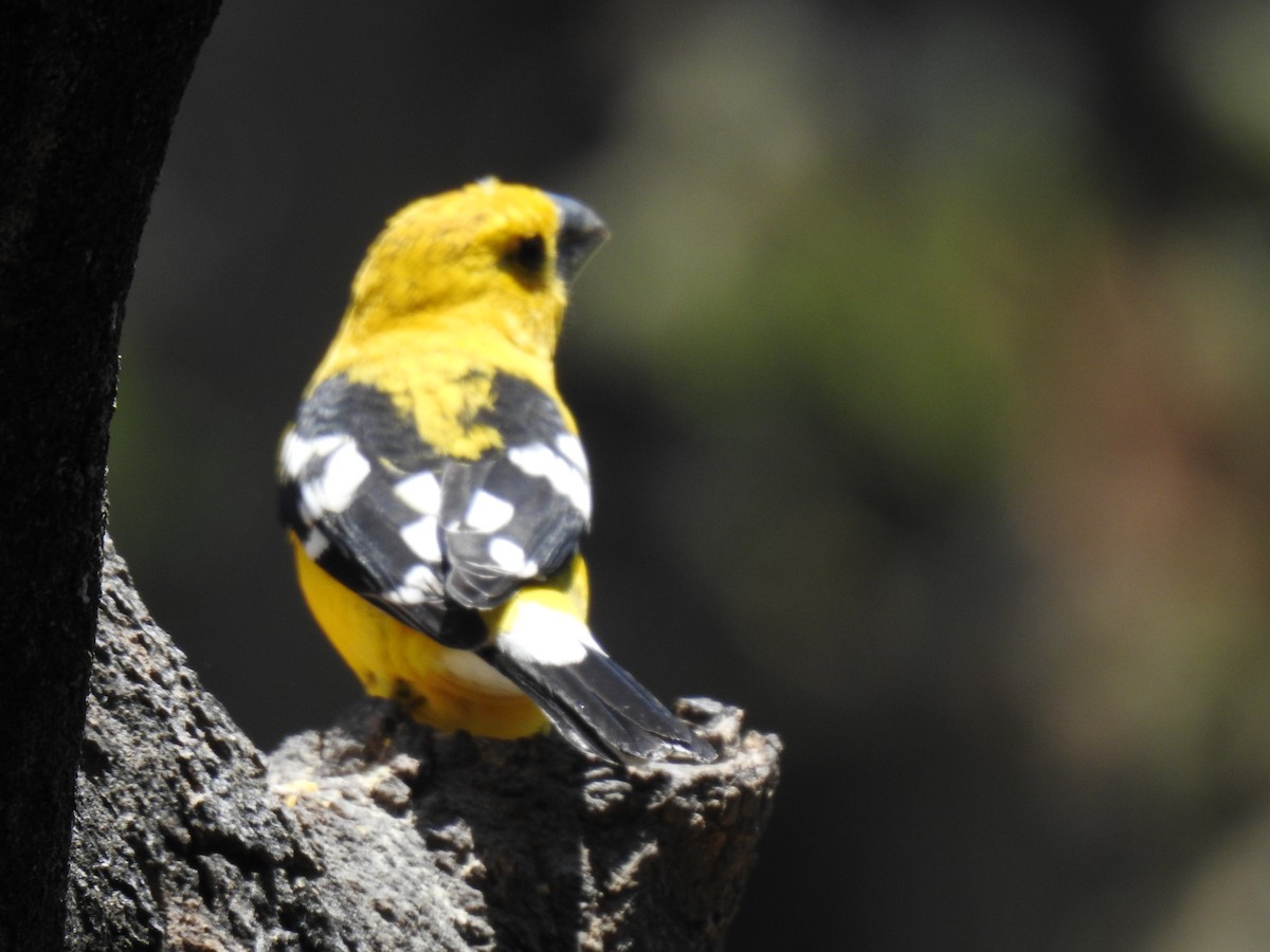 Golden Grosbeak - ML641069788
