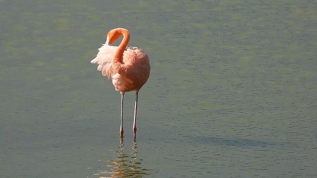 American Flamingo - ML641069801