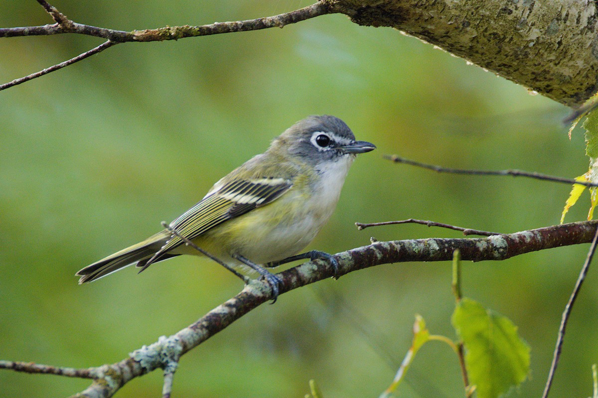 eremittvireo - ML641069832