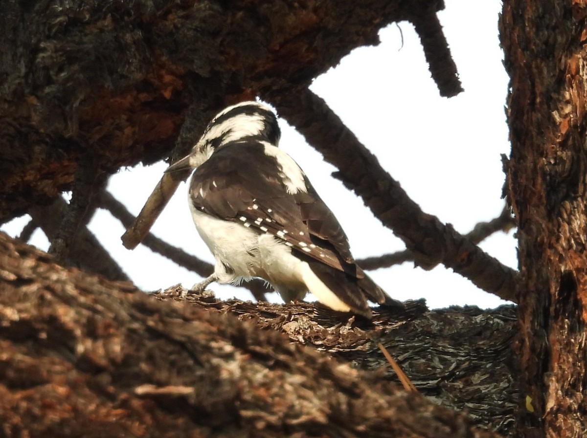 Hairy Woodpecker (Pacific) - ML641069834
