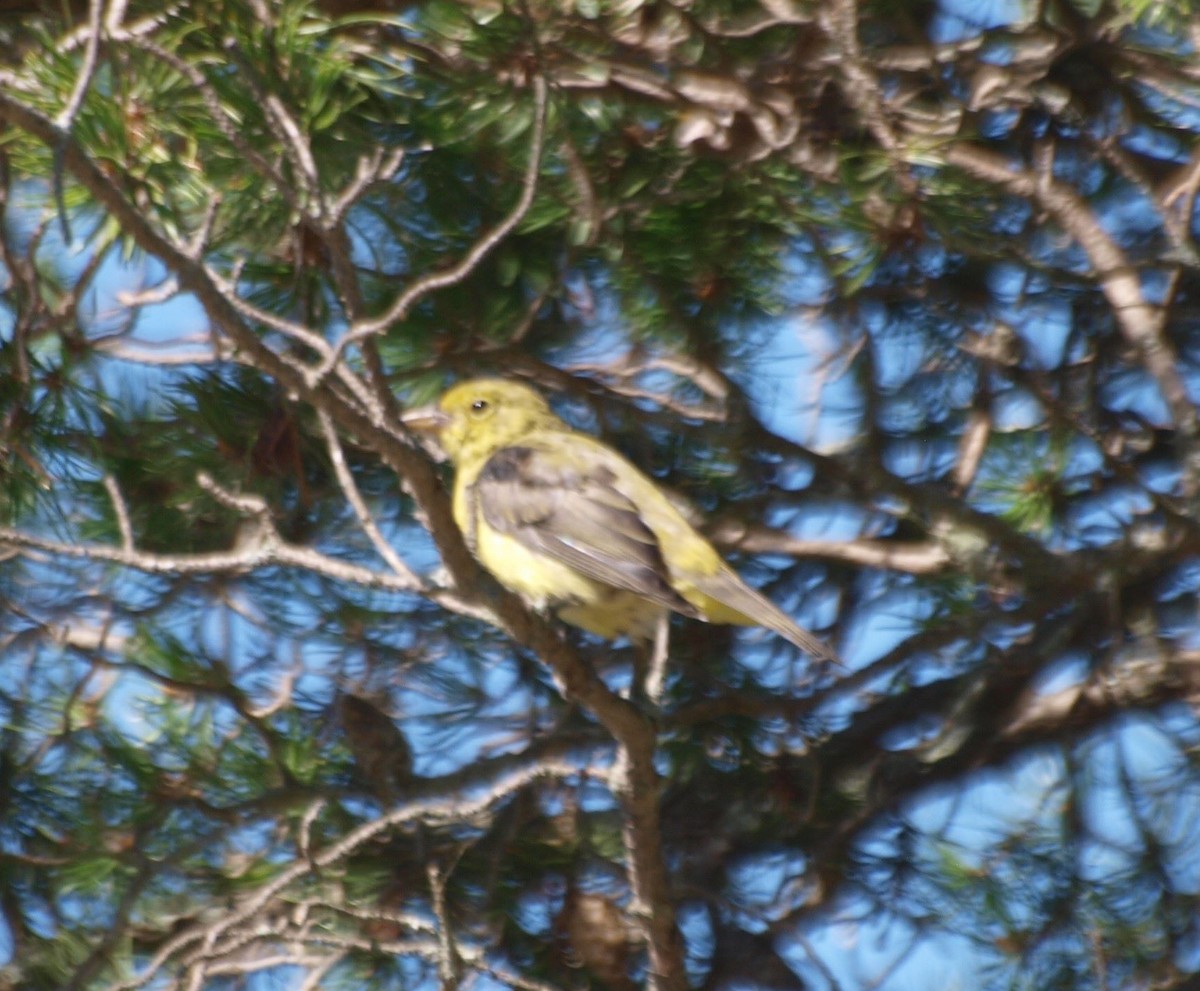 Scarlet Tanager - ML641069846