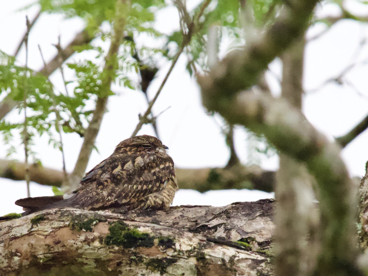Lesser Nighthawk - ML641069847