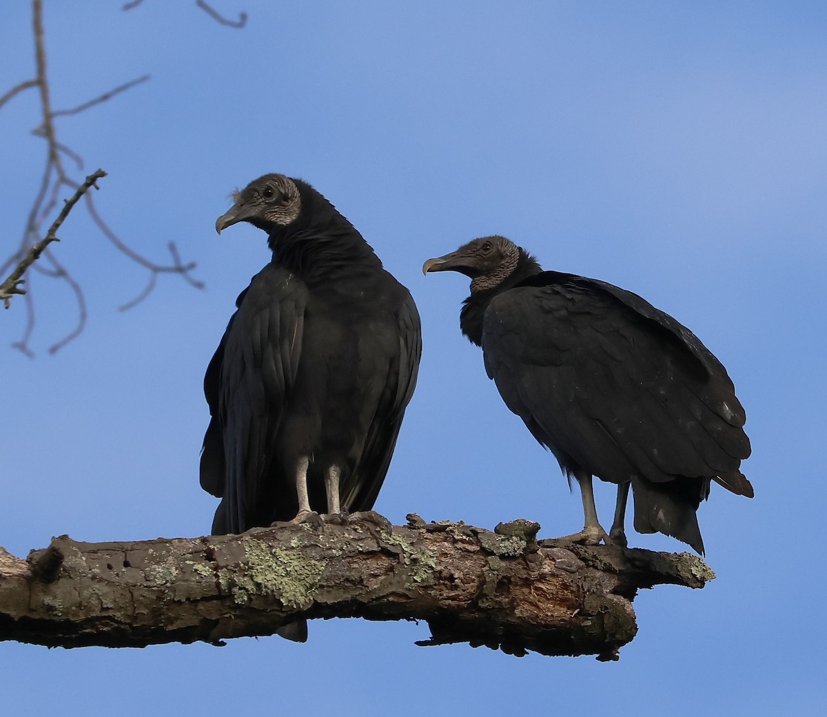 Black Vulture - ML641069855