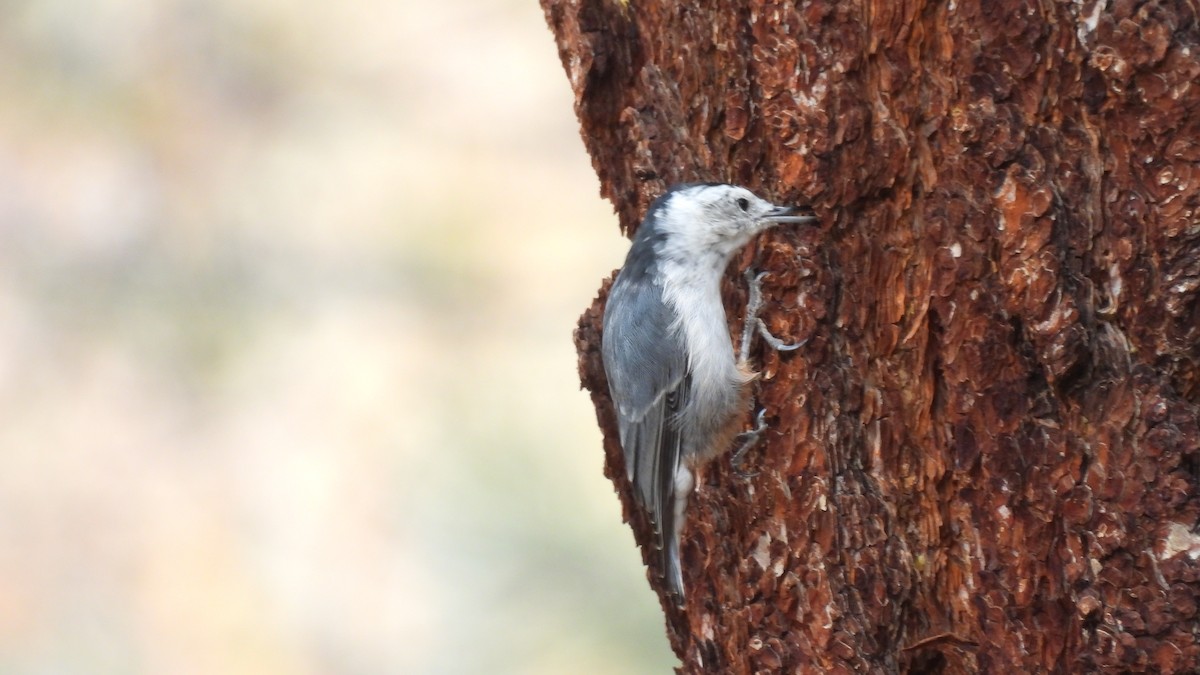 White-breasted Nuthatch (Interior West) - ML641069861