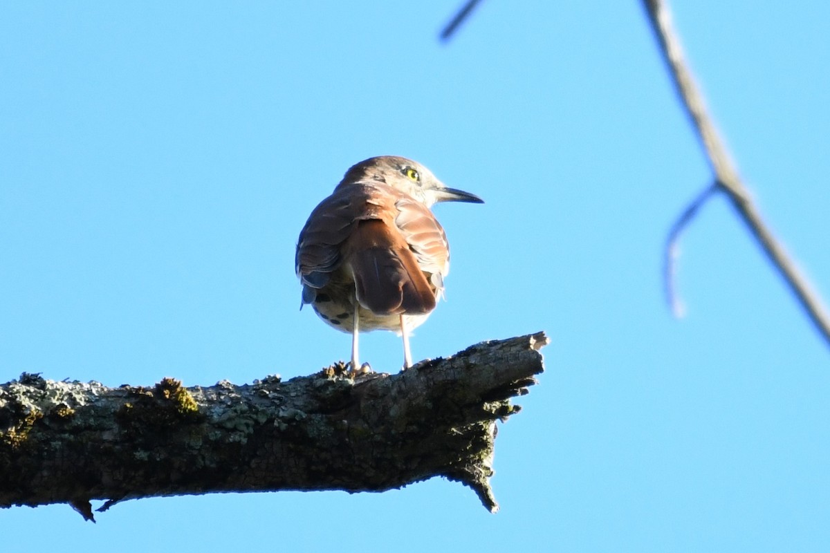 Brown Thrasher - ML641069866