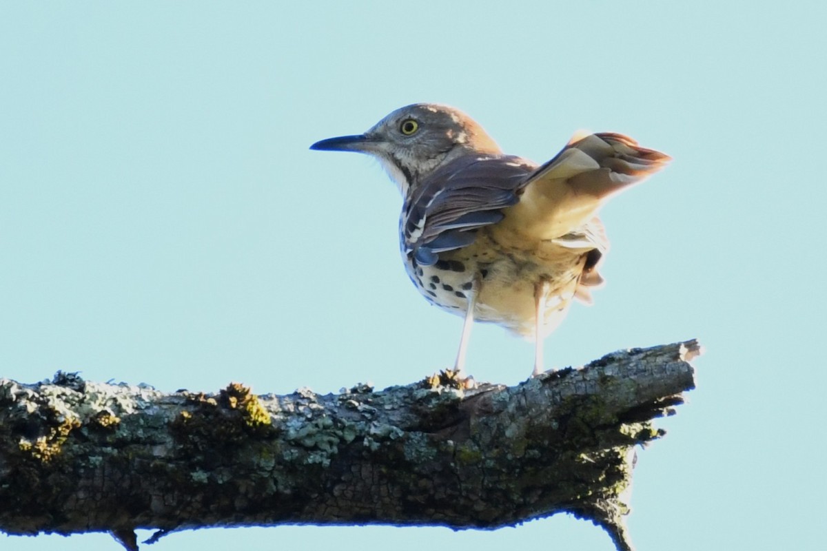 Brown Thrasher - ML641069867