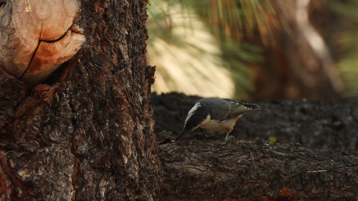 White-breasted Nuthatch (Interior West) - ML641069873