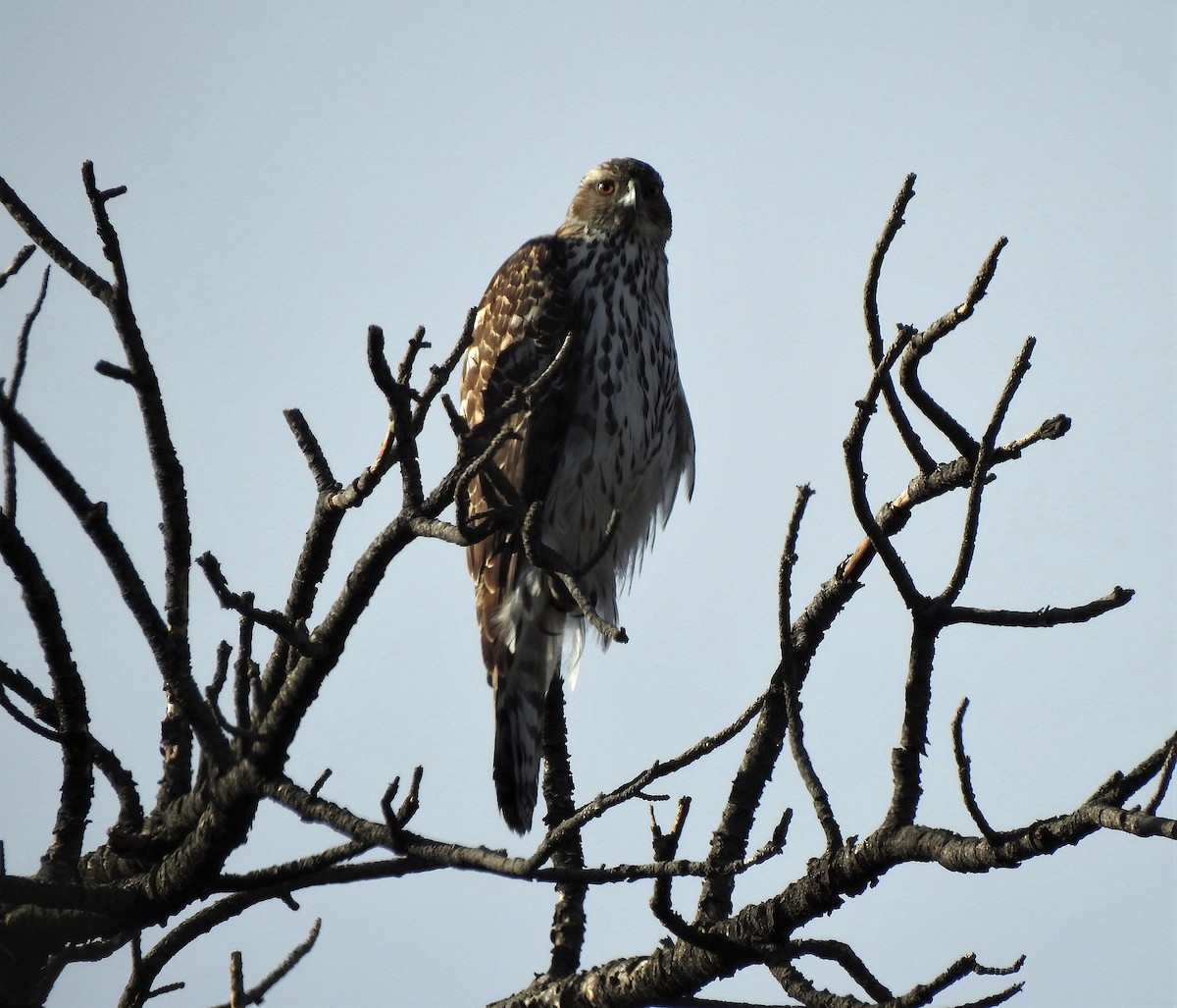 American Goshawk - ML641069902