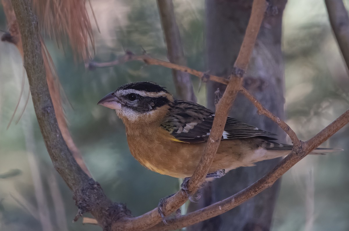 Black-headed Grosbeak - ML641069920