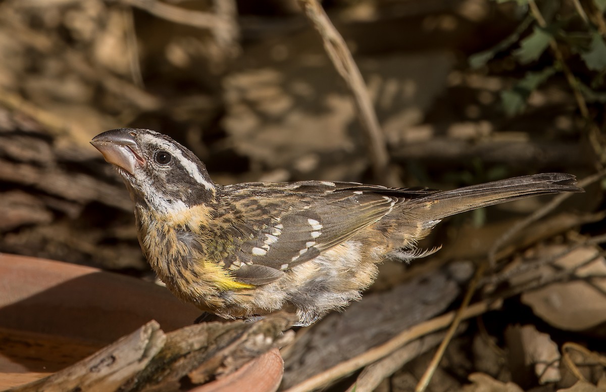 Black-headed Grosbeak - ML641069924
