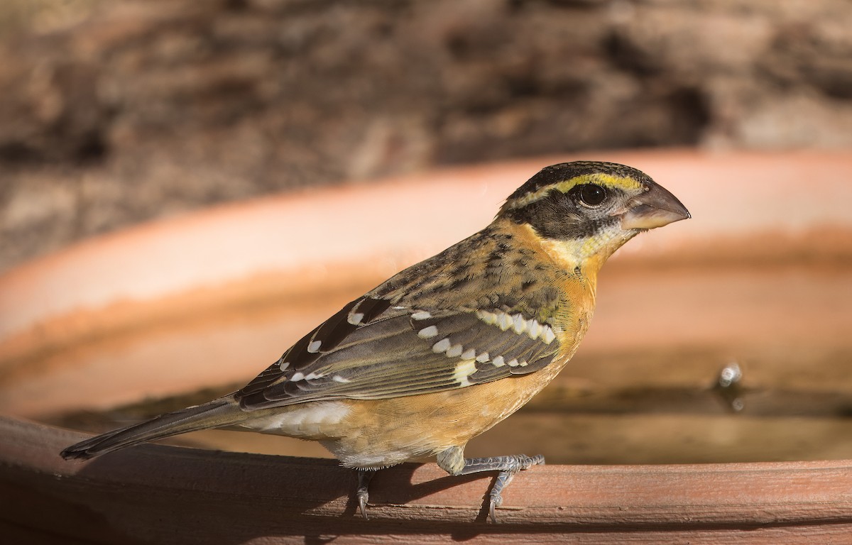 Black-headed Grosbeak - ML641069926