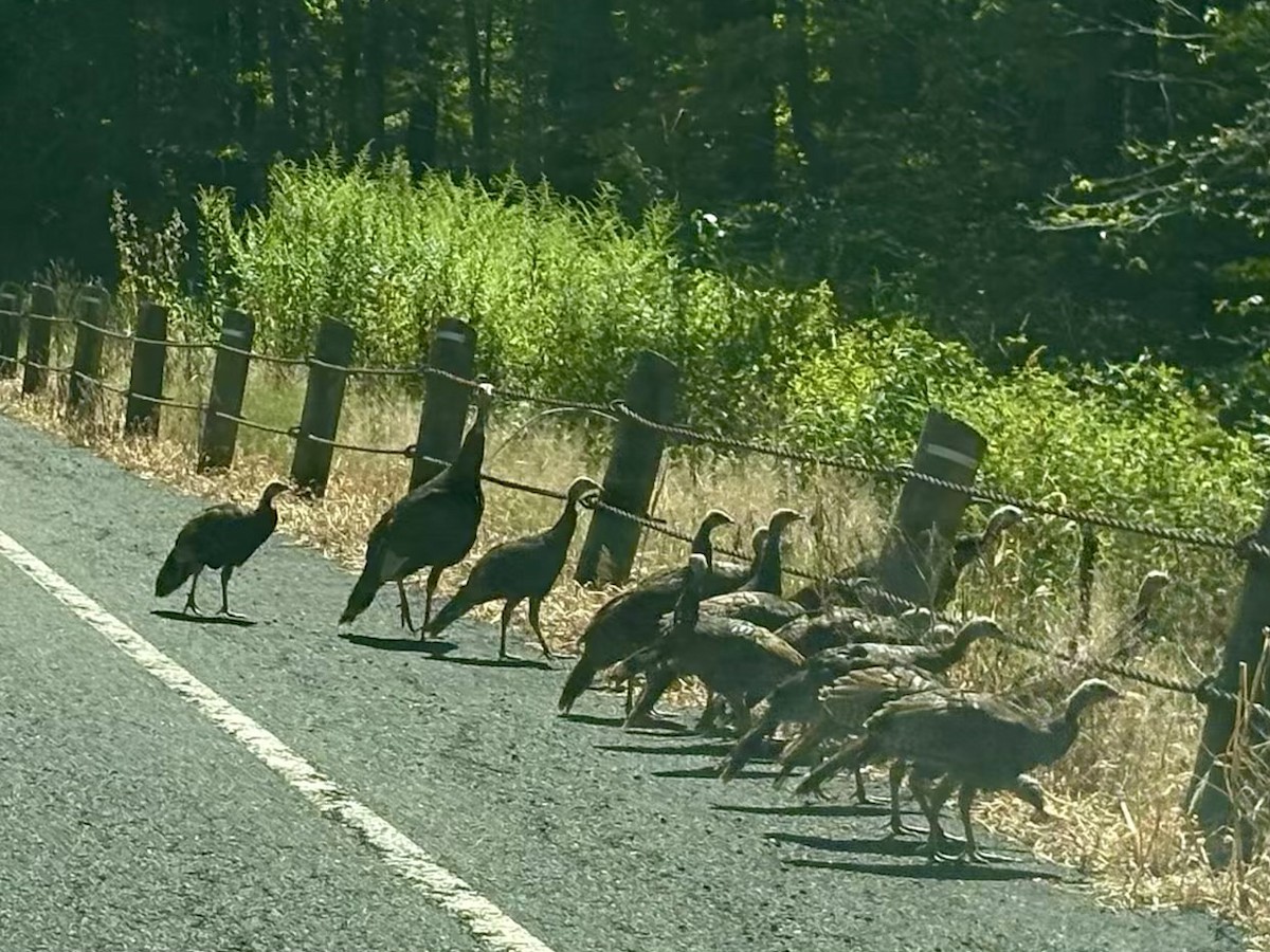 Wild Turkey - ML641069957