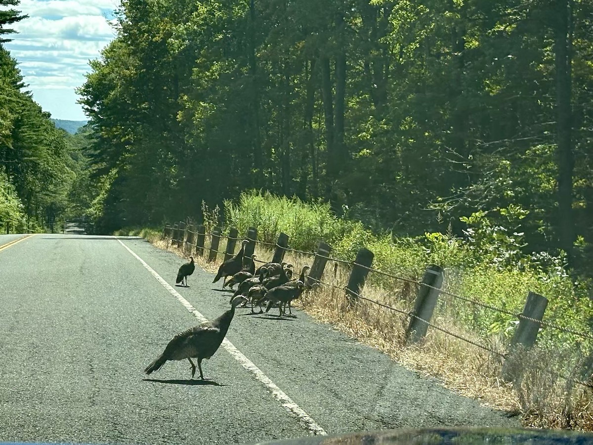 Wild Turkey - ML641069958