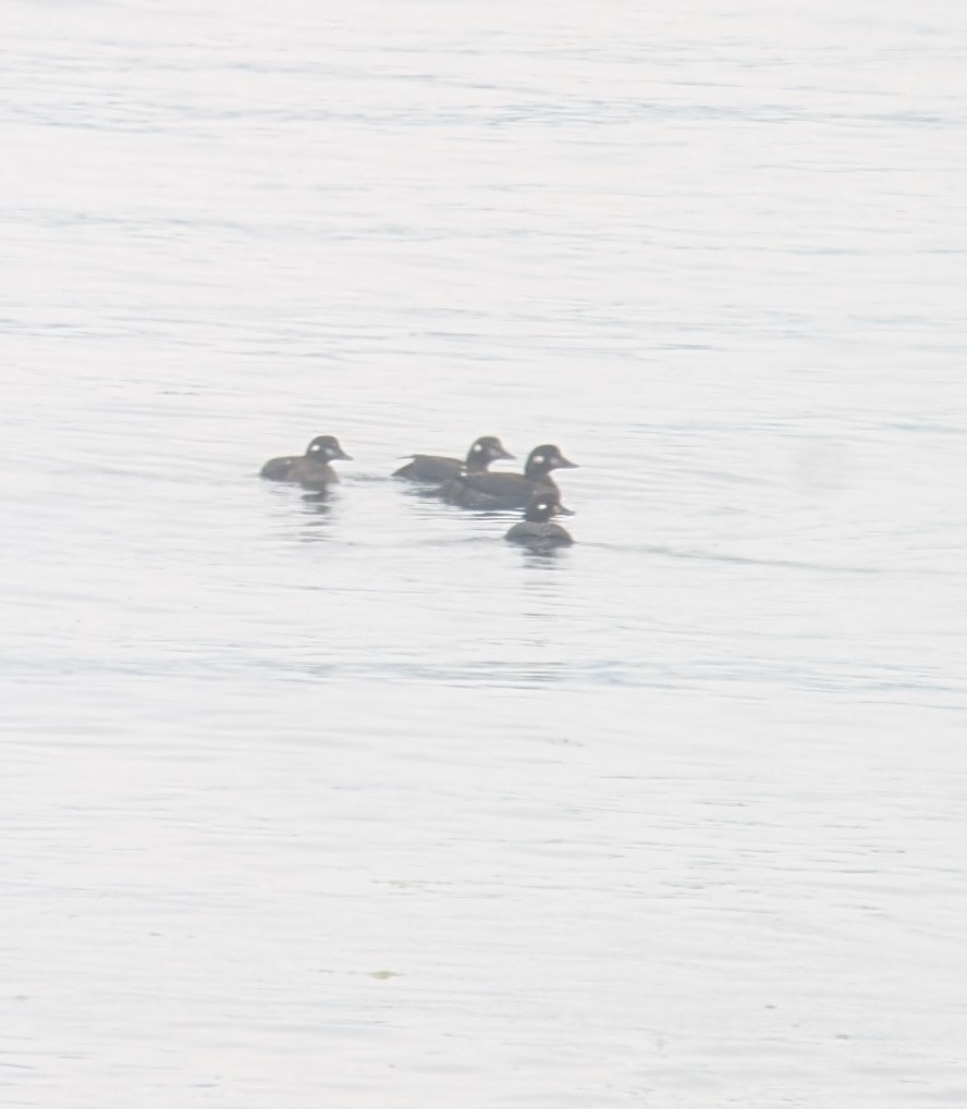 Harlequin Duck - ML641069963