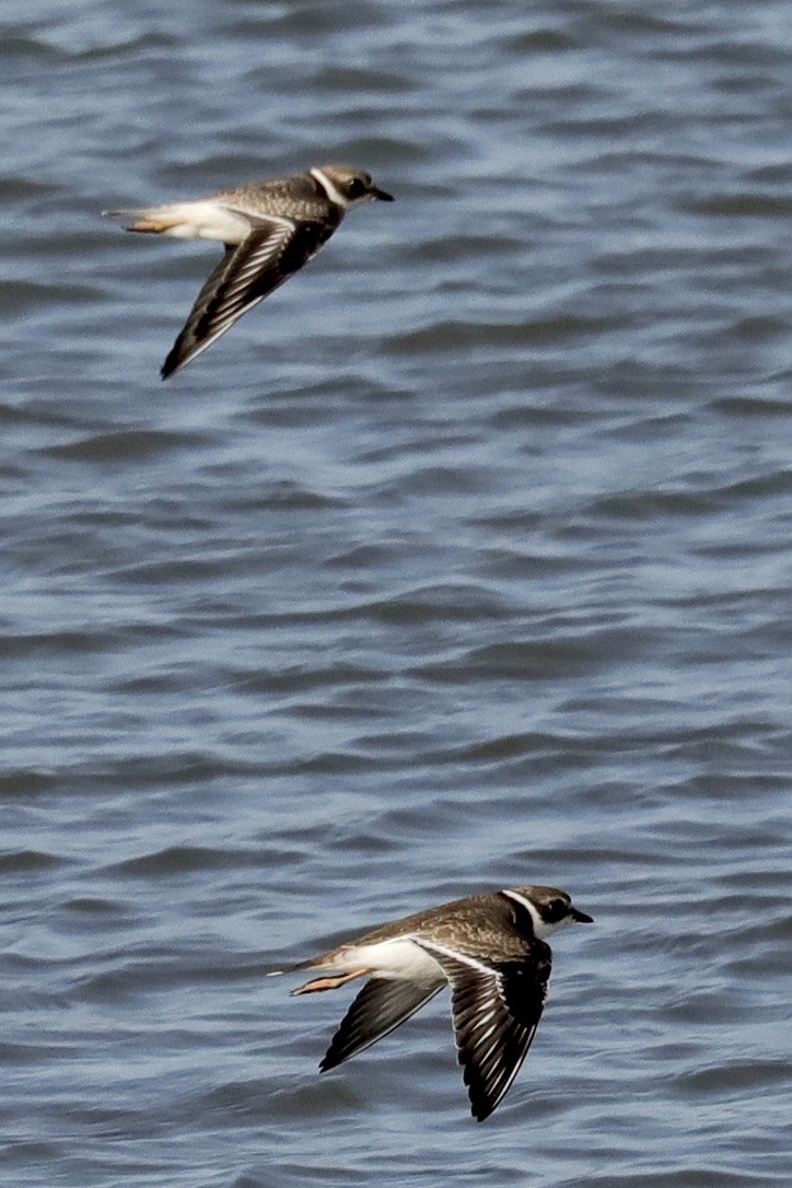 Semipalmated Plover - ML641069985