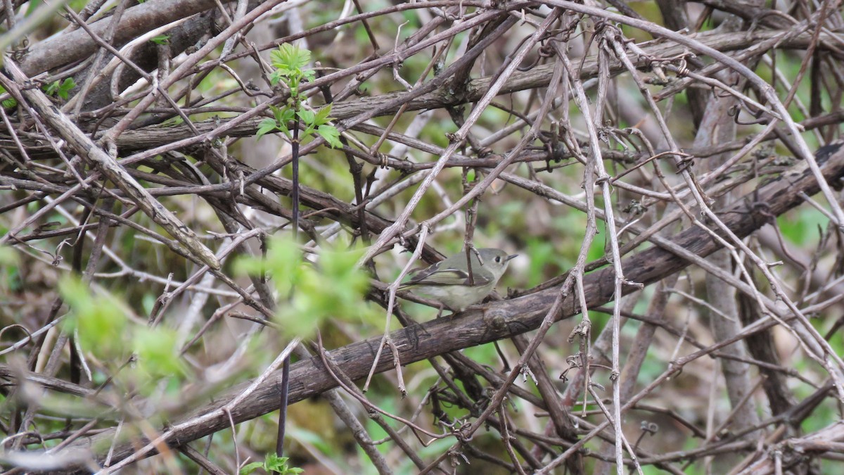 Roitelet à couronne rubis - ML641069988