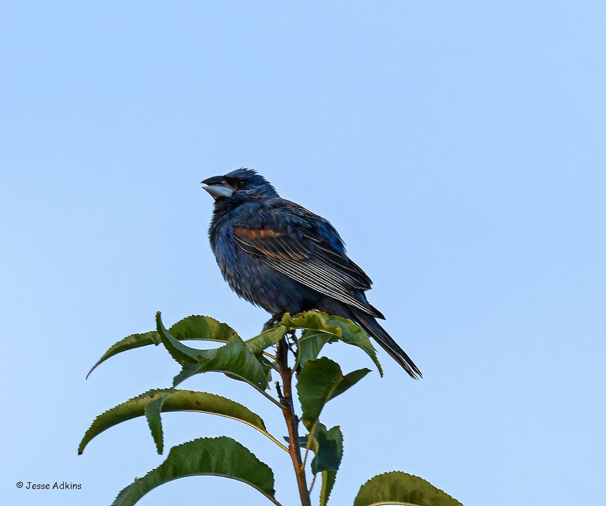 Blue Grosbeak - ML641069992