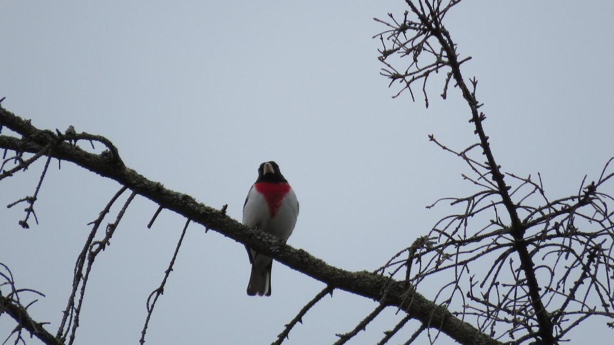 Cardinal à poitrine rose - ML641070004