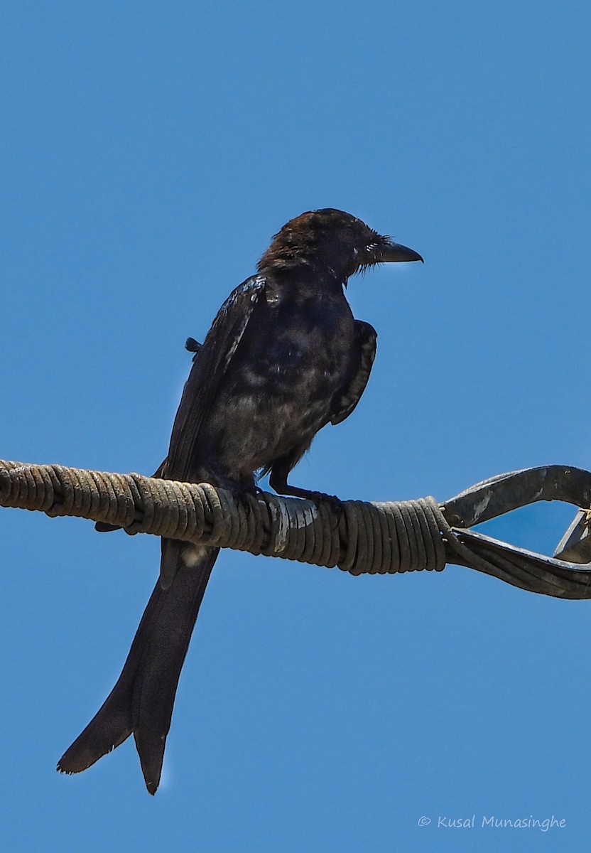 Black Drongo - ML641070034