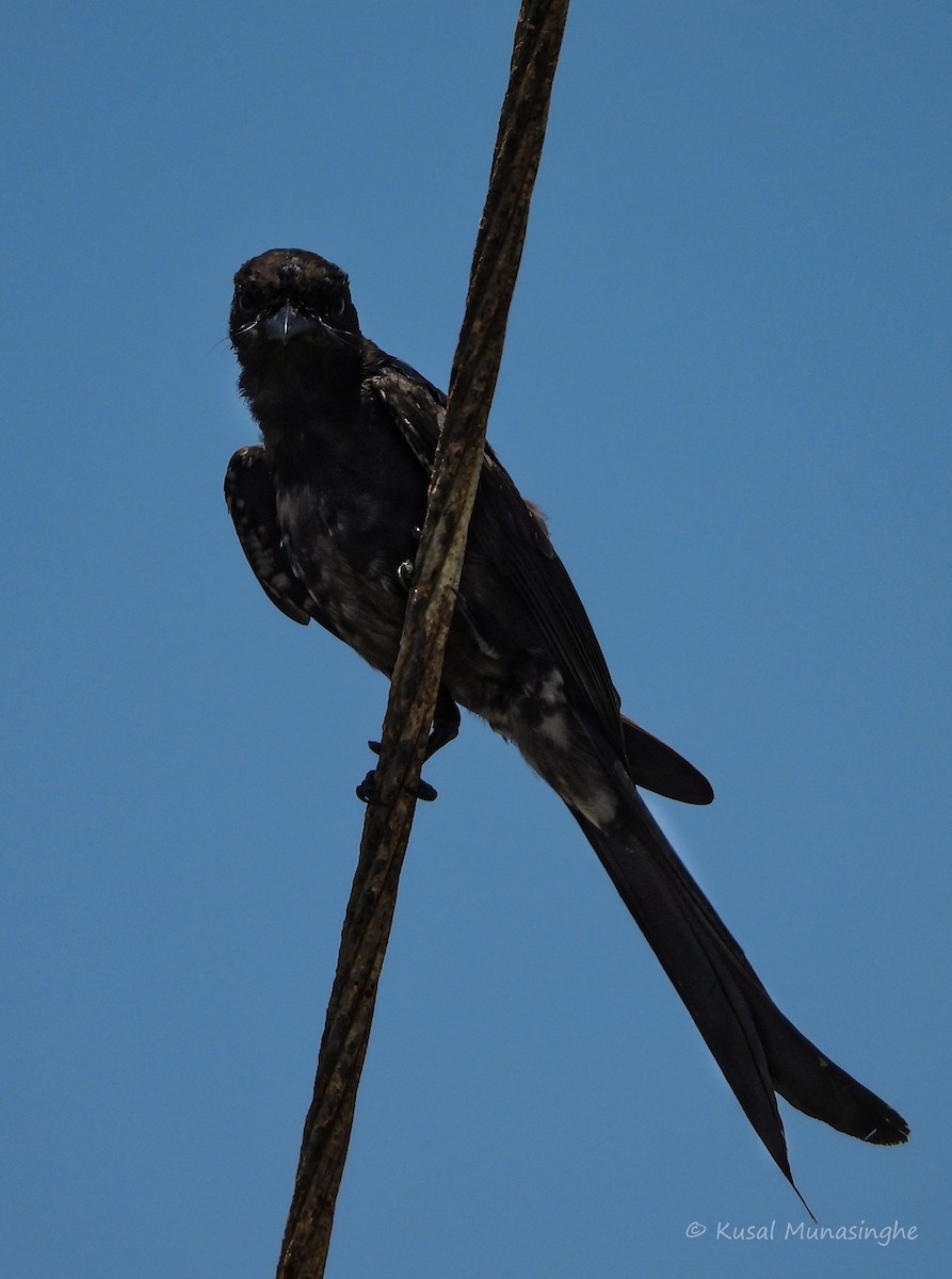 Black Drongo - ML641070035