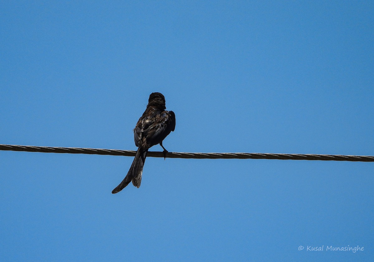 Black Drongo - ML641070037