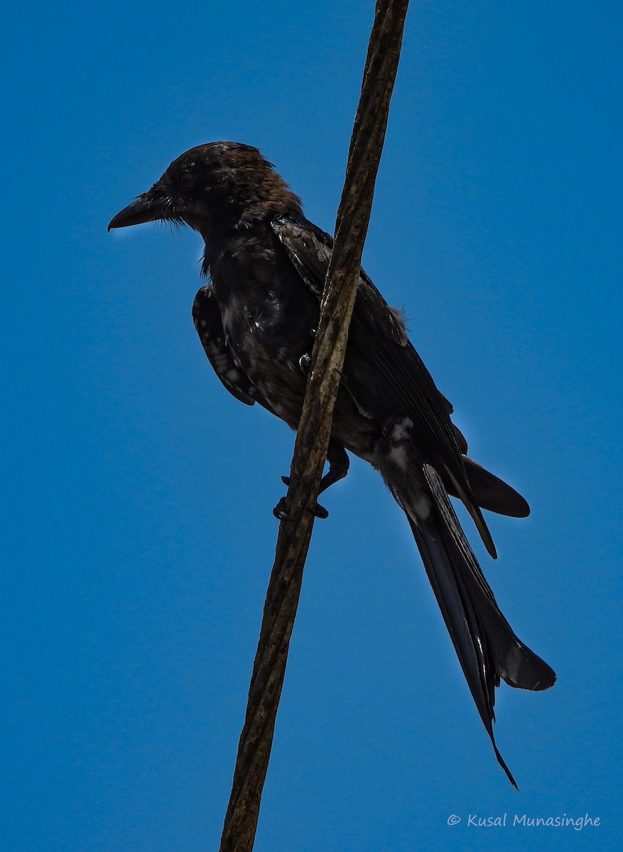 Black Drongo - ML641070038