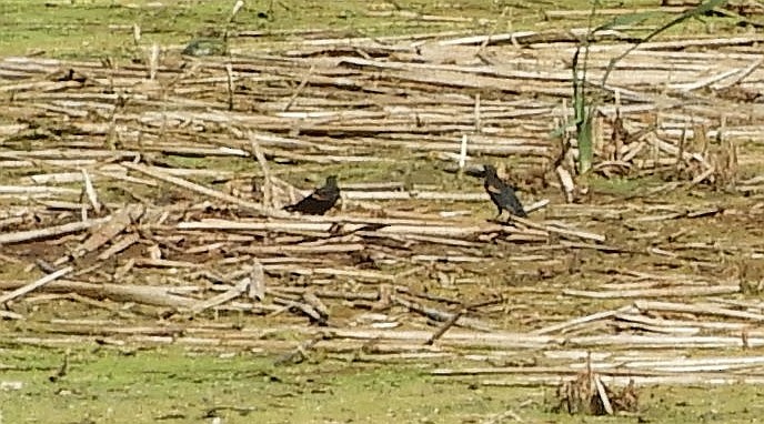 Red-winged Blackbird - ML641070080