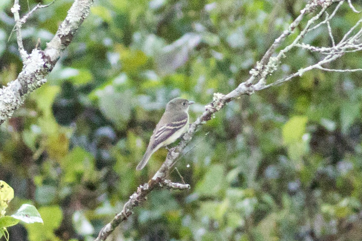 Alder Flycatcher - ML641070086