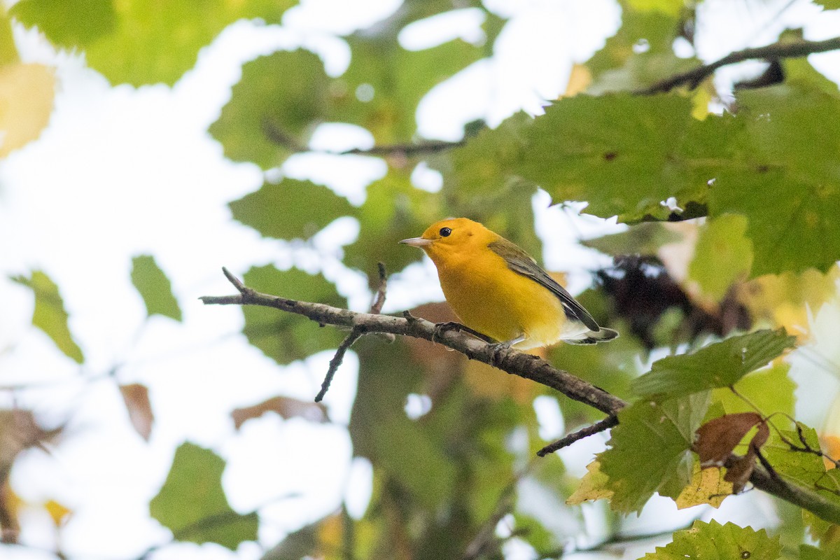 Prothonotary Warbler - ML641070105