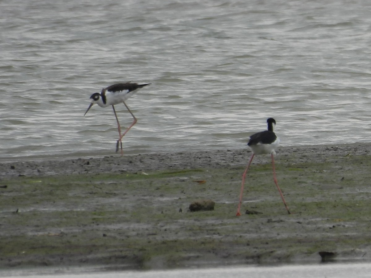 Black-necked Stilt - ML641070112