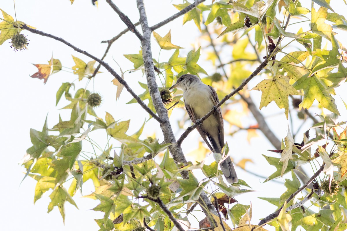 Yellow-billed Cuckoo - ML641070113