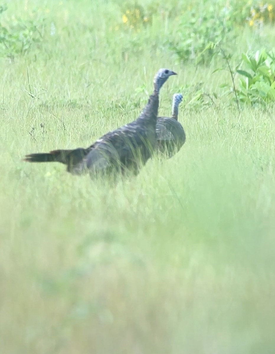 Wild Turkey - ML641070117