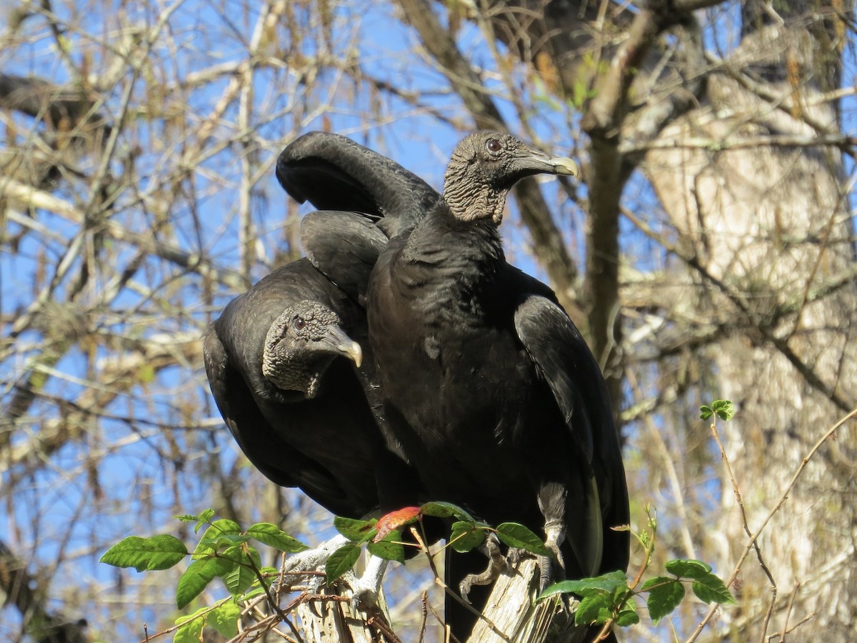 Black Vulture - ML641070122